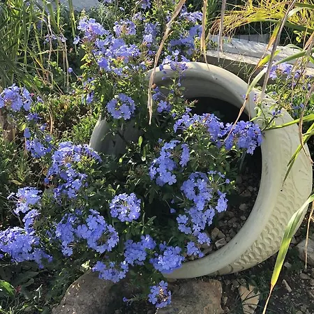 Guidaloca